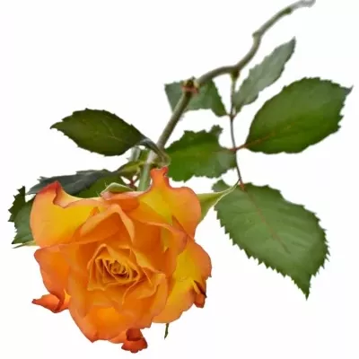 ROSA TIEBREAK 50cm (S)