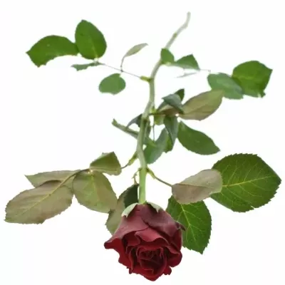 ROSA TORERO 50cm (M)