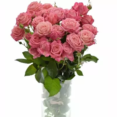 ROSA TR SWEET BUBBLES 50cm/5+