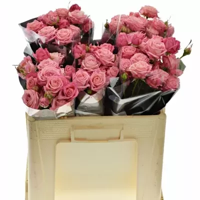 ROSA TR SWEET BUBBLES 50cm/5+