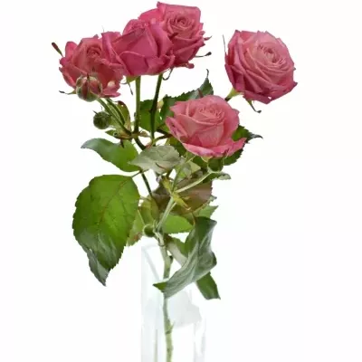 ROSA TR SWEET BUBBLES 50cm/5+