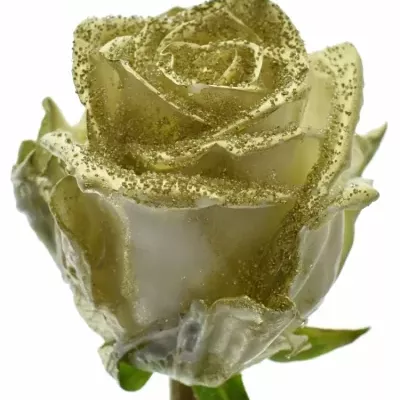 ROSA WAX BLING GOLD 70cm (XL)