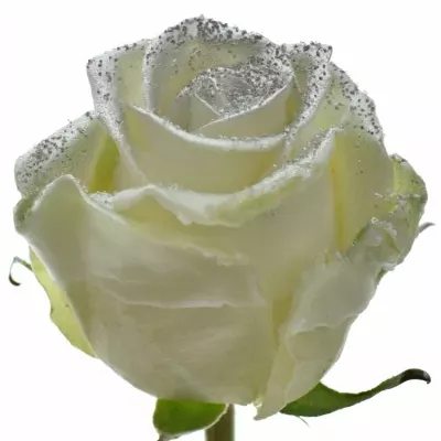 ROSA WAX BLING SILVER 70cm (XL)