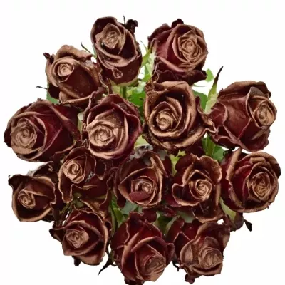 ROSA WAX BORDEAUX COOPER 70cm (XL)