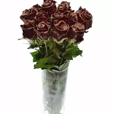 ROSA WAX BORDEAUX COOPER 70cm (XL)