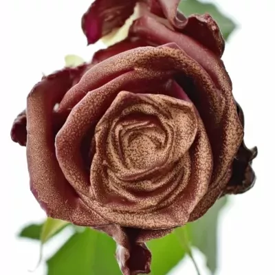 ROSA WAX BORDEAUX COOPER 70cm (XL)