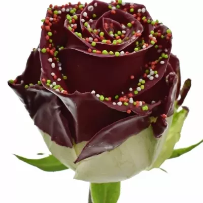 ROSA WAX BORDEAUX DISCO 70cm (XL)