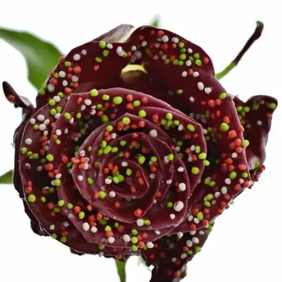 ROSA WAX BORDEAUX DISCO 70cm (XL)