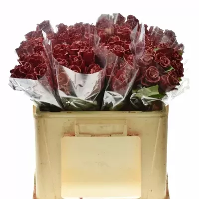 ROSA WAX RED GLITTERS 50cm (L)