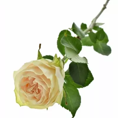 ROSA WEDDING ROSE