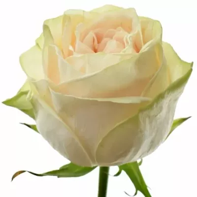 Bílá růže WEDDING ROSE 50cm (L)