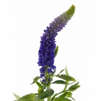 Rozrazil LONGIFOLIA SKYLER BLUE