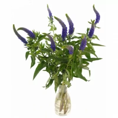 Rozrazil LONGIFOLIA SKYLER BLUE