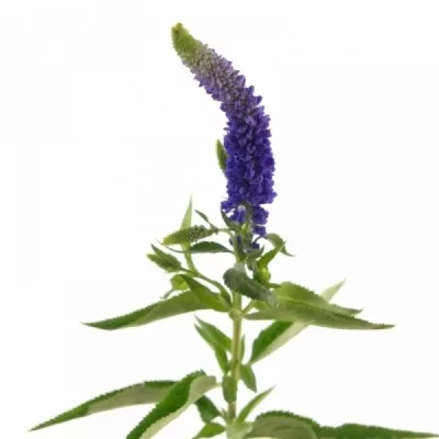 Rozrazil LONGIFOLIA SKYLER BLUE