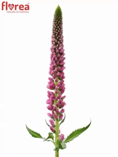 Rozrazil LONGIFOLIA SKYLER PINK