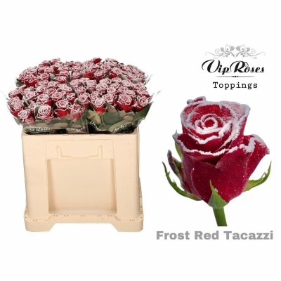 Rudá růže RED TACAZZI FROST 60cm