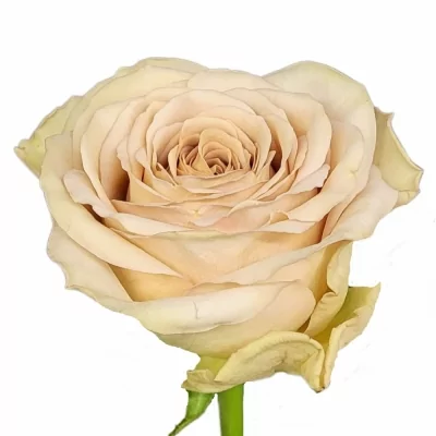 Růže BAILEY! 60 cm (XXL)