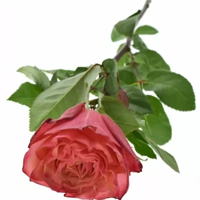 Růže BOGART-BB