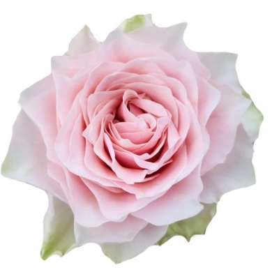 Růže COUNTRY SPIRIT PEONIA 60 cm (XL)