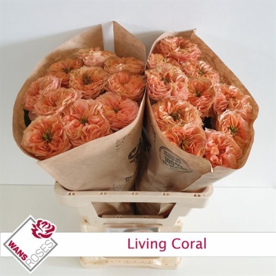 Ruže LIVING CORAL