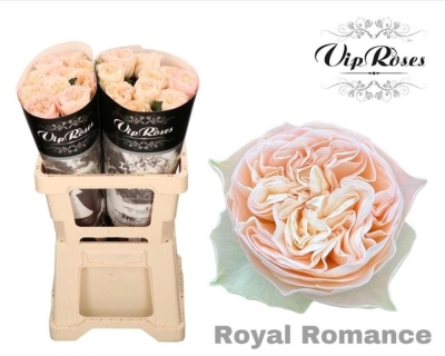 Růže ROYAL ROMANCE 60 cm (XL)