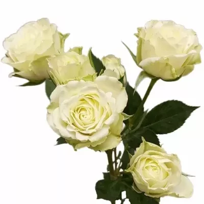 Bílá růže trsová POP EYE 40cm/4+