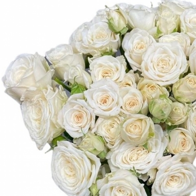 Bílá růže trsová WHITE YO-YO 50 cm / 4+