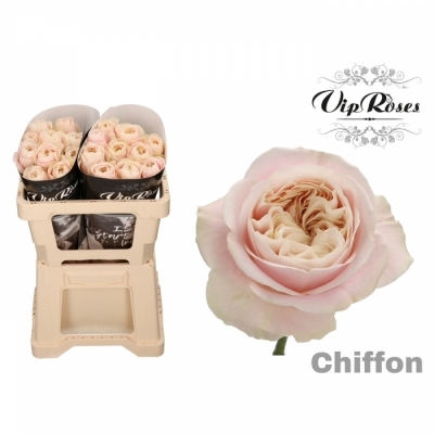 Růžová růže CHIFFON