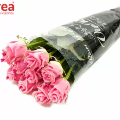 Růžová růže CHOCOLAT PINK LOVE 60cm (R318) (L)