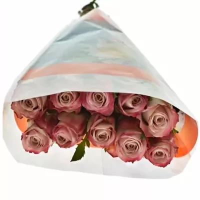 Růžová růže CLASSY ALISON 50cm