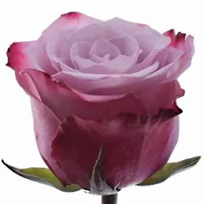 Růžová růže INFUSED PINK 50cm (L)