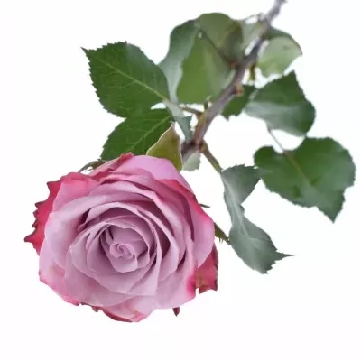 Růžová růže INFUSED PINK 