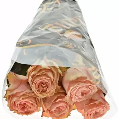 Růžová růže KAWA+ 70cm (XXL)