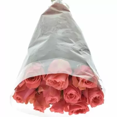 Růžová růže PINK DELIGHT 50cm (L)