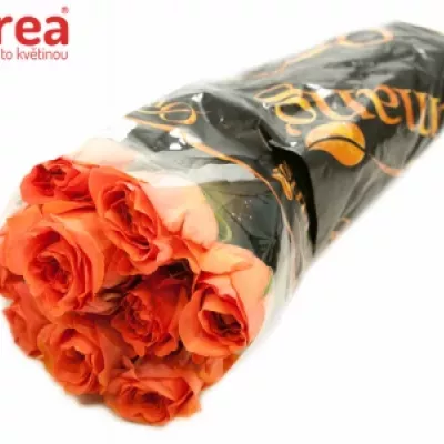 Růžová růže ROMANZA 40cm (L)