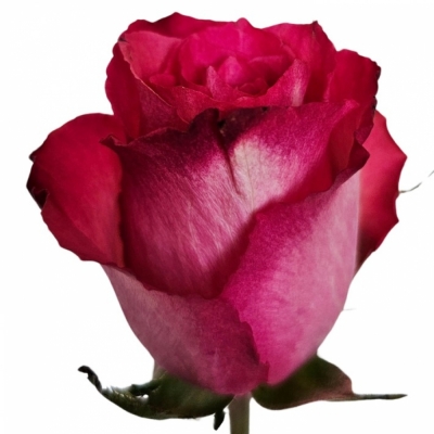 Růžovobílá růže NICOLETTA  (XXL) 80cm