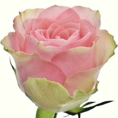 Růžovozelená ruže BELLE ROSE 70cm (L)