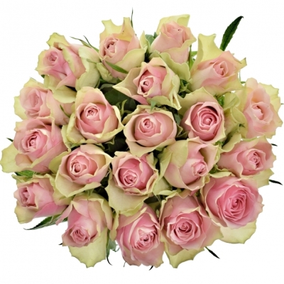 Růžovozelená ruže BELLE ROSE 70cm (L)