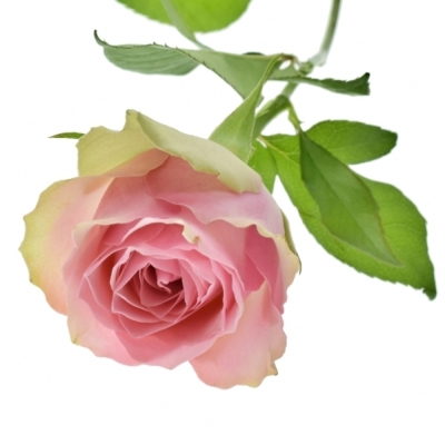 Růžovozelená ruže BELLE ROSE 70cm (L)