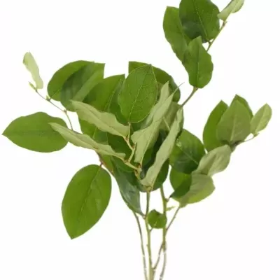 SALAL 