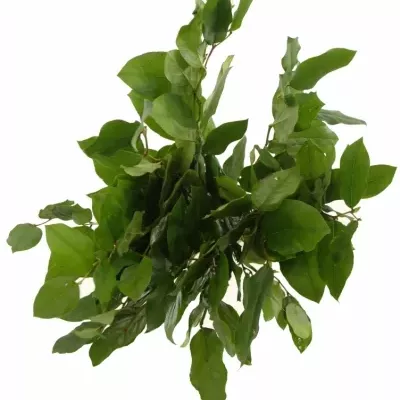 SALAL 