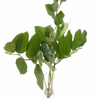 SALAL 