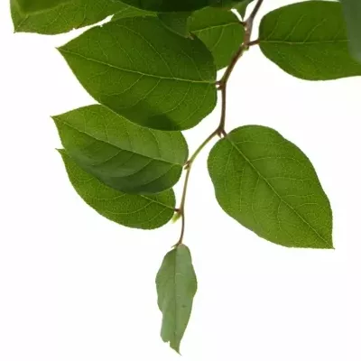 SALAL 