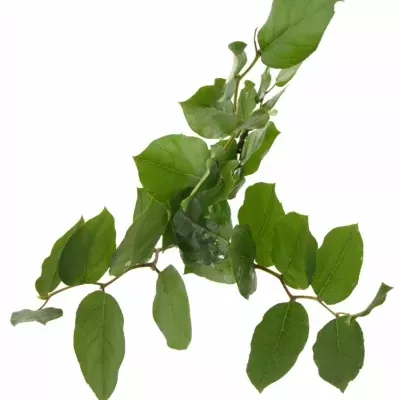 SALAL 