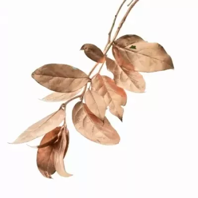 SALAL TIP COPPER 45cm