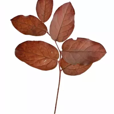 SALAL TIP RED 50cm 