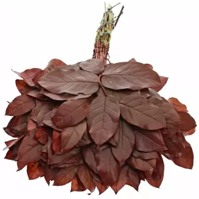 SALAL TIP RED 50cm 