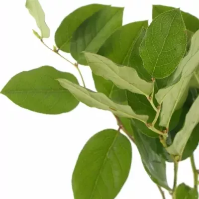 SALAL 