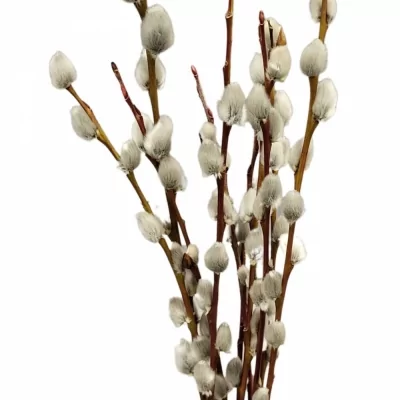 SALIX WILGENKATJES