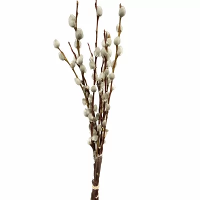 SALIX WILGENKATJES